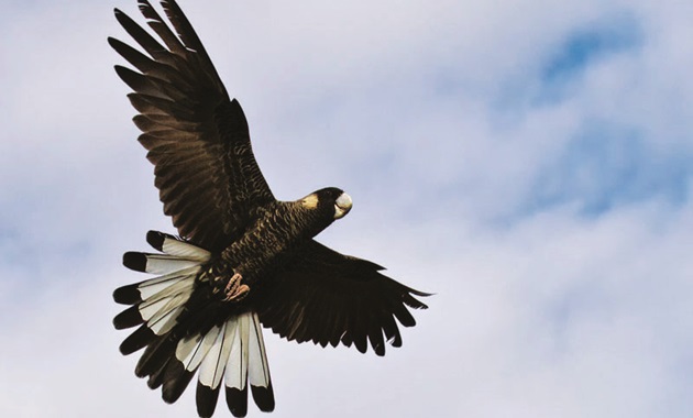 Site banner - Sustainability A white-tailed black cockatoo in flight