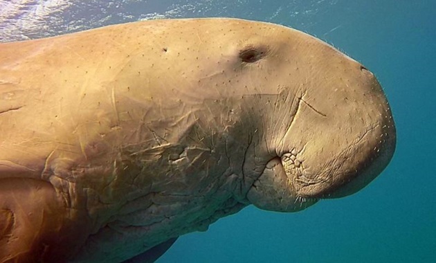 Close up of a dugong (Pic: Ahmed M Shawky)