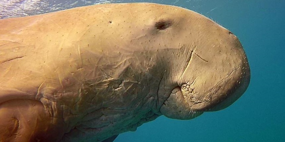 Close up of a dugong (Pic: Ahmed M Shawky)