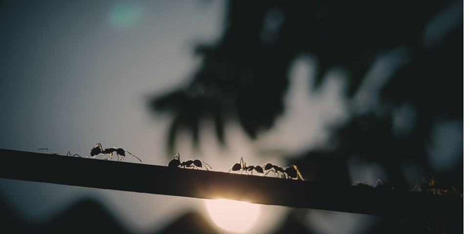 Ants 860 x 480