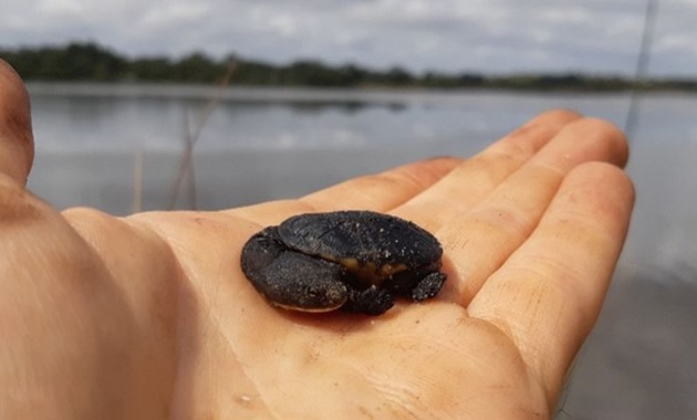 BabyTurtle (860 x 480 px)