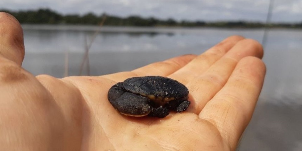 BabyTurtle (860 x 480 px)