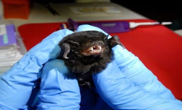 bat 2