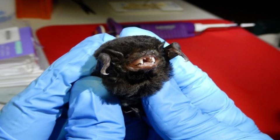 bat 2