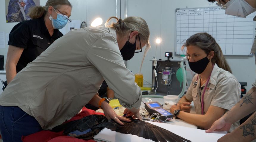 Scientists measure wing of Black Cockatoo