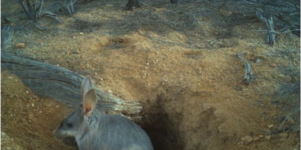 Bilby in burrow