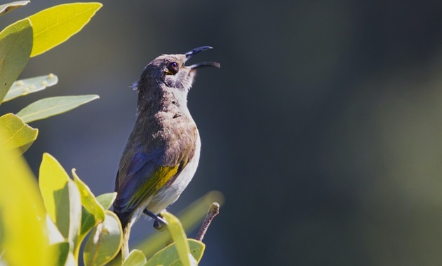 Brown honeyeater bird perched on branch of tree