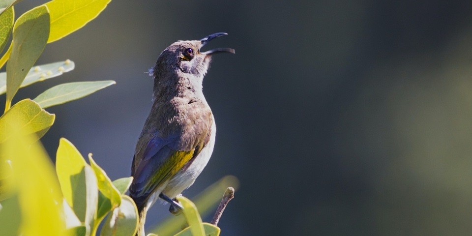 Brown honeyeater bird perched on branch of tree