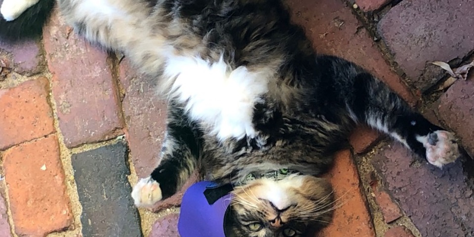 Boots with his cat bib