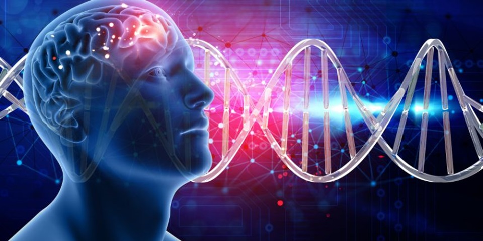 Brain (860 ? 480px)