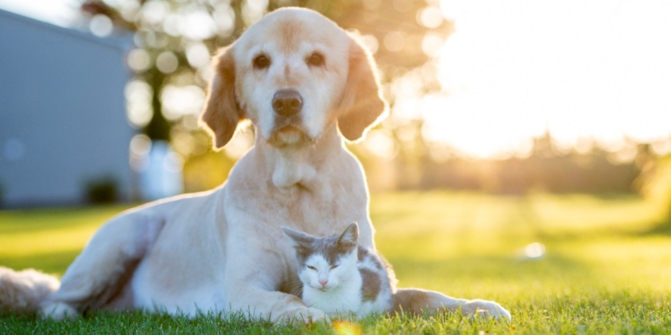 a cat and a dog relaxing together on the lawn in the sun
