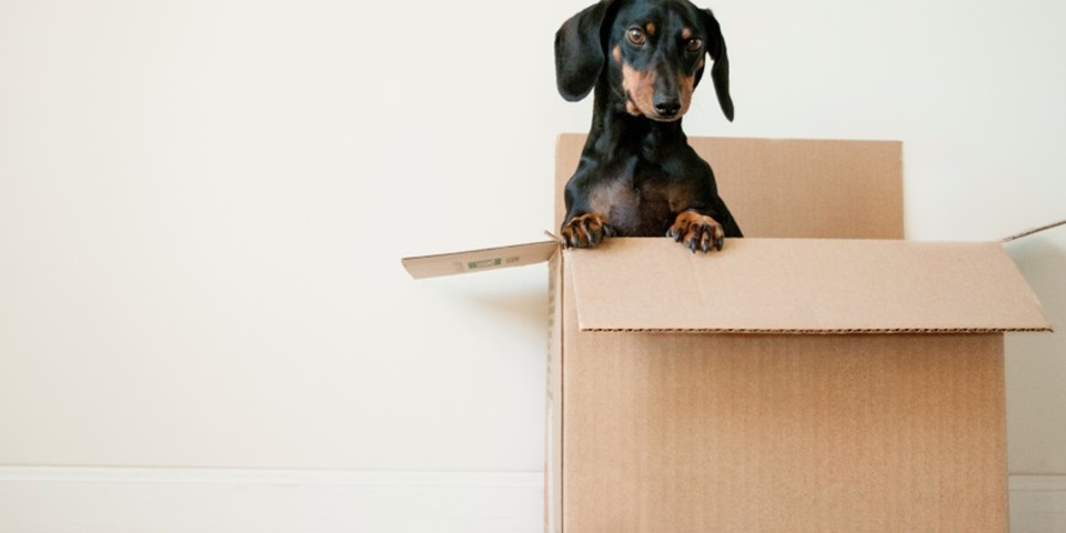 Dog coming outside of a box Dog coming outside of a box