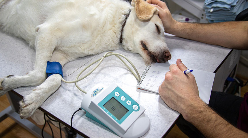 Dog getting treatment