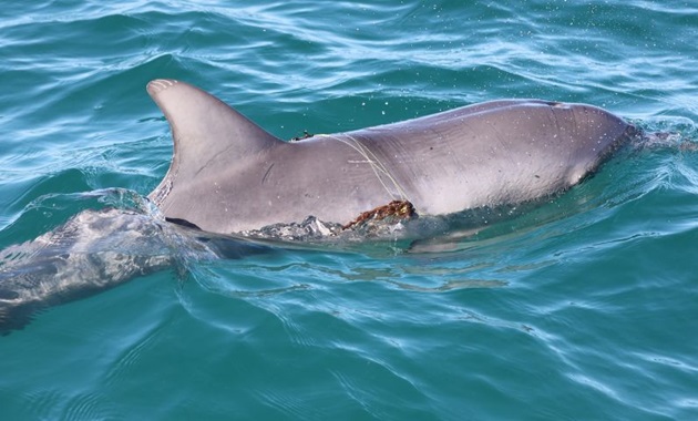 Bottlenose dolphin with fishing line wrapped around its dorsal fin