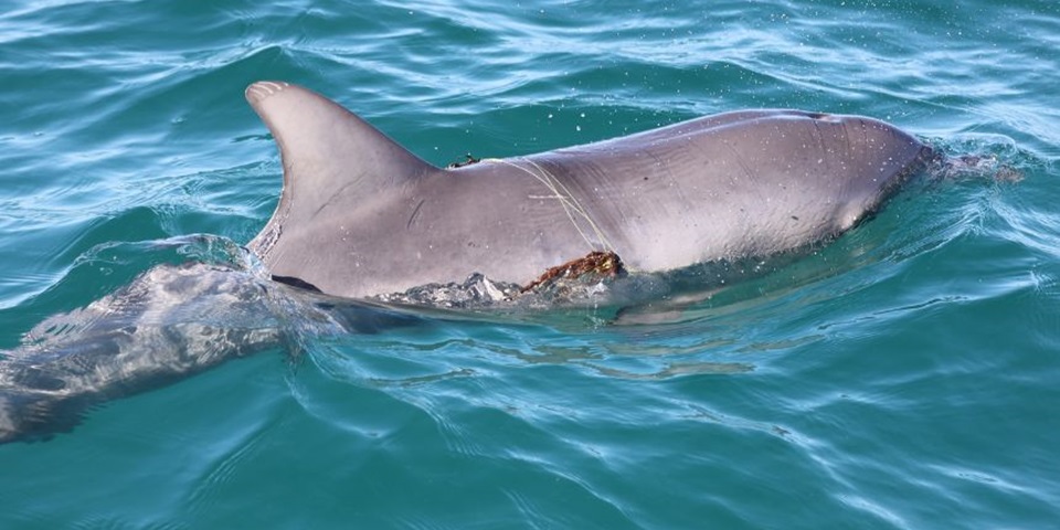 Bottlenose dolphin with fishing line wrapped around its dorsal fin