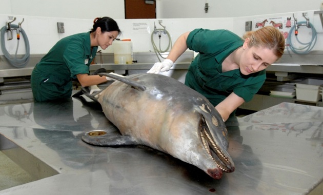 A dolphin undergoing a post mortem