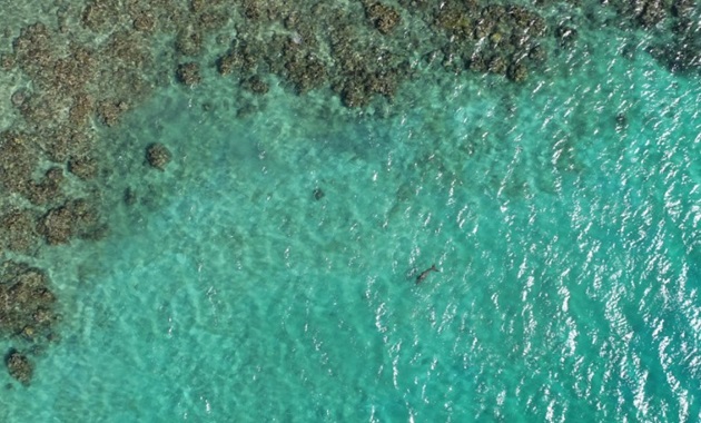 Drone view of dugongs