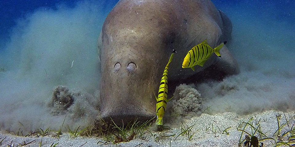 Dugong