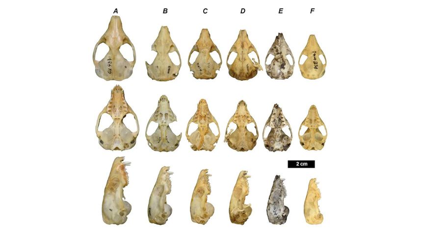 Skulls of each of the mulgara species identified