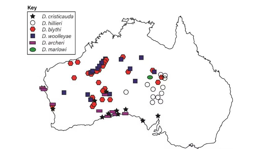 Map of the geographic distribution of mulgara specimens examined in this study