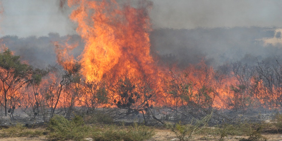 Fire in shrublands in WA