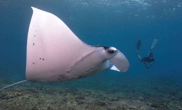 Freediver with manta by Andrea Marshall, Marine Megafauna Foundation