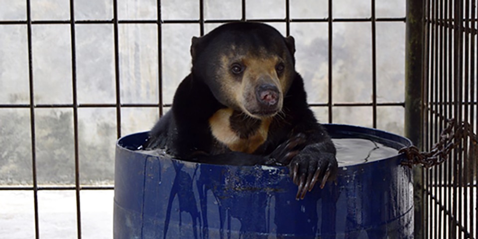 Hitam barrel feature Hitam sits in a blue barrel filled with water