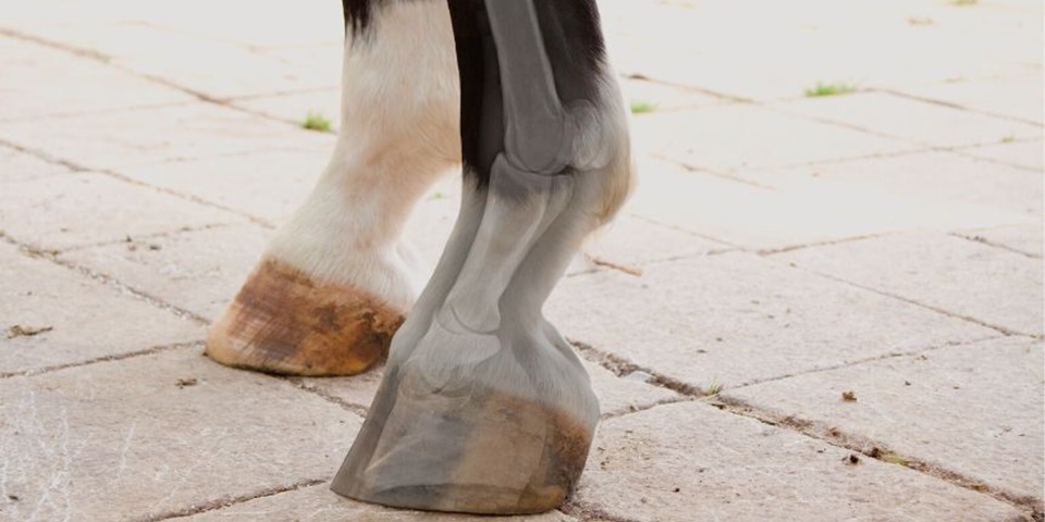 HorseMRI(860 ? 480px)
