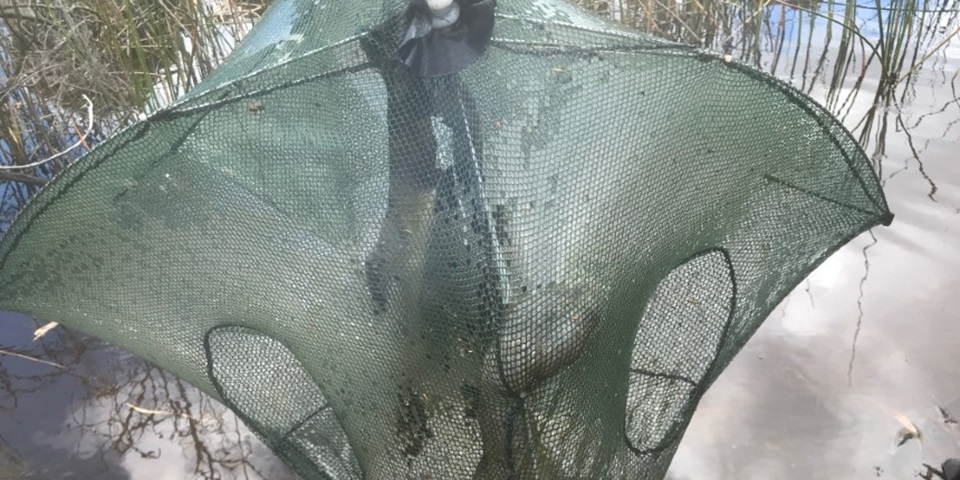 illegal fish trap