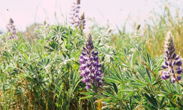 Lupin flowers in a field