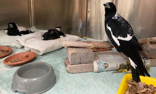 Magpies in treatment.