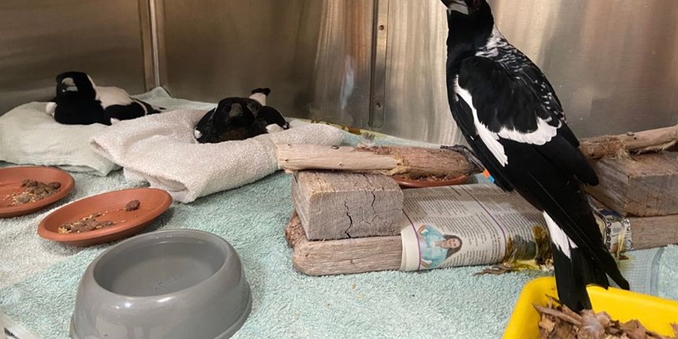 Magpies in treatment.