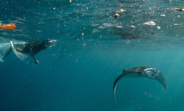 A swimmer watching as a manta ray swims through debris in the ocean