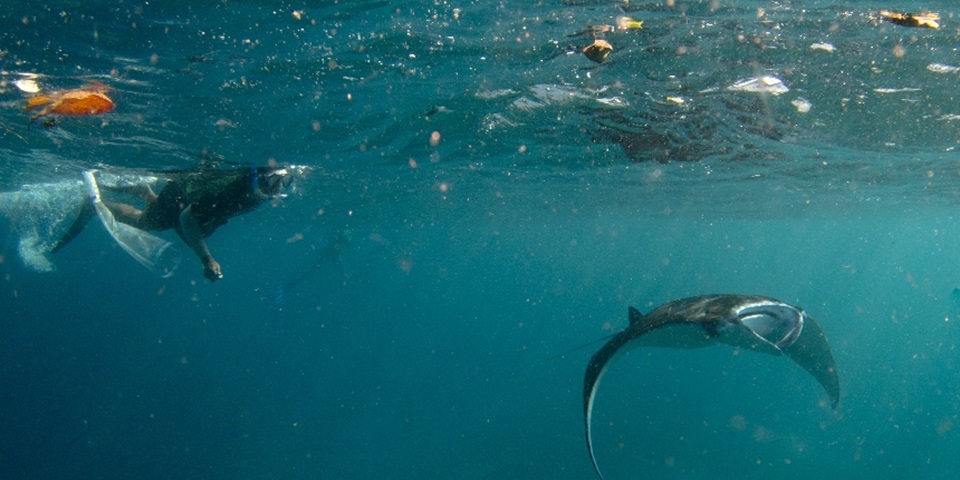 A swimmer watching as a manta ray swims through debris in the ocean