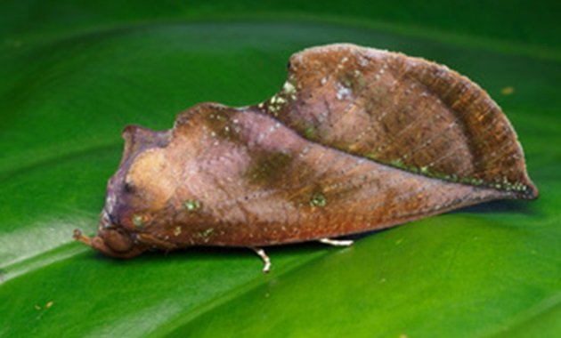 Master of disguise the fruit-sucking moth (Eudocima aurantia) in its resting position Credit: Bridgette Gower Aussie Macro Photos