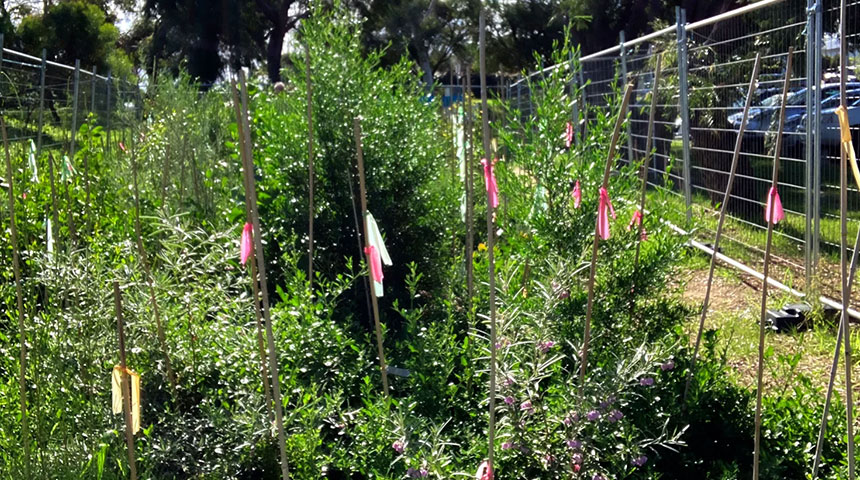 Plantation