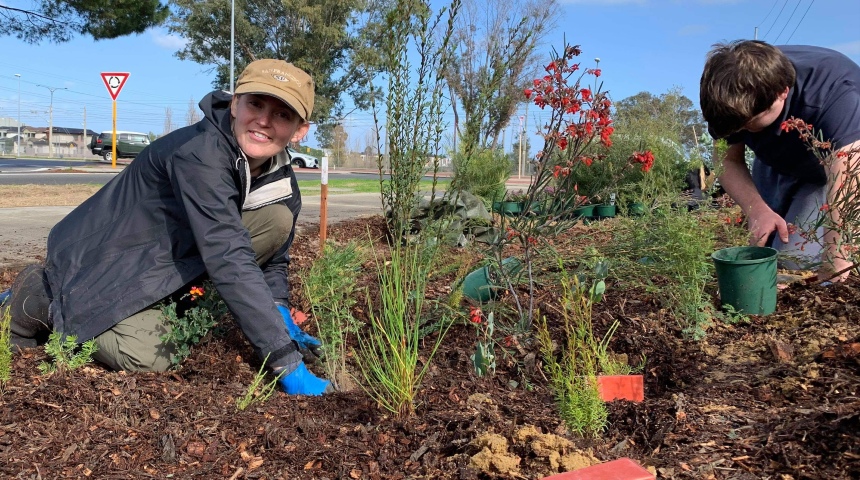 Smiling woman crouched down planting a saplings on a verge.