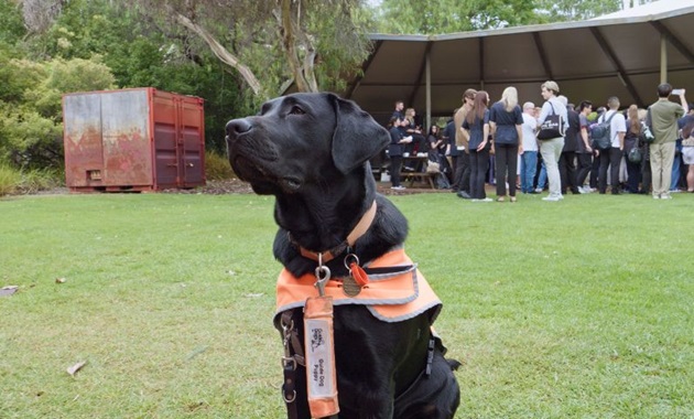 Guide Dog in training “Murdoch” joins final year veterinary students for their badge ceremony