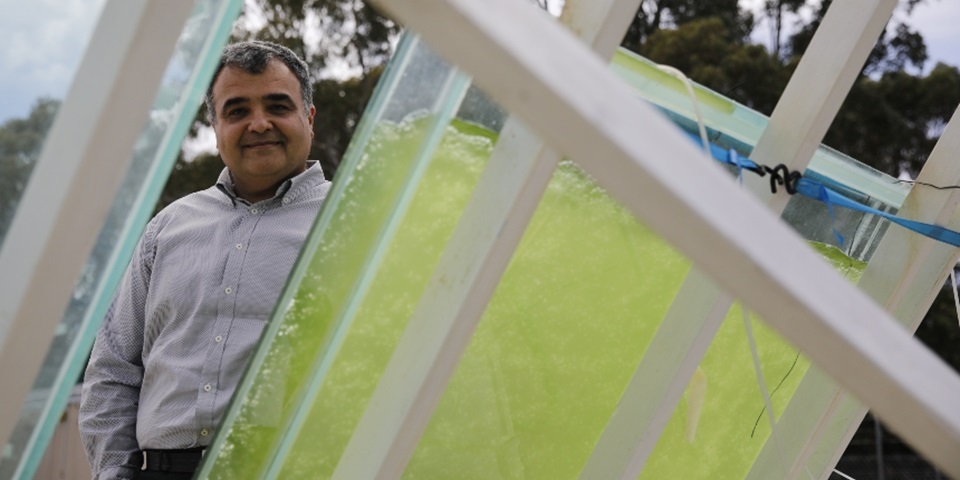 Navid and algae