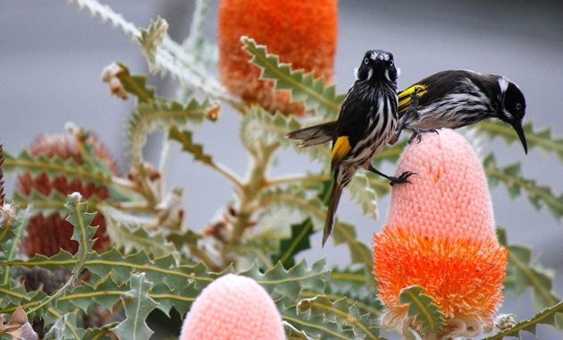 New Holland Honeyeaters in banksia tree