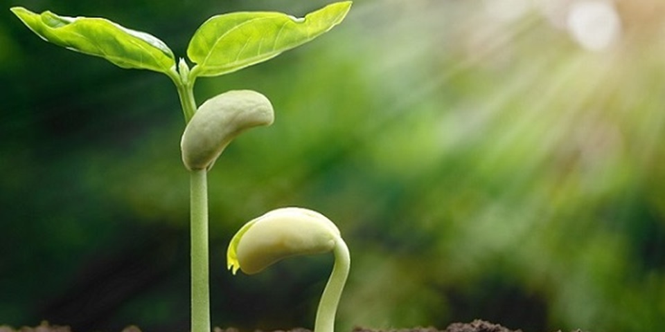 Nitrogen from legume roots thumbnail image