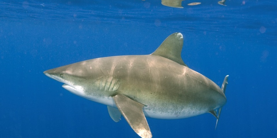 Oceanic whitetip shark Lance Jordan feature
