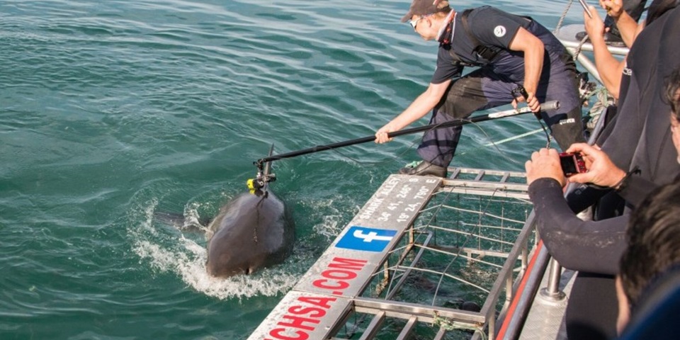 Oliver Jewell attaching a camera to a white shark