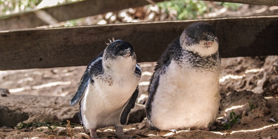 Penguins at Penguin Island