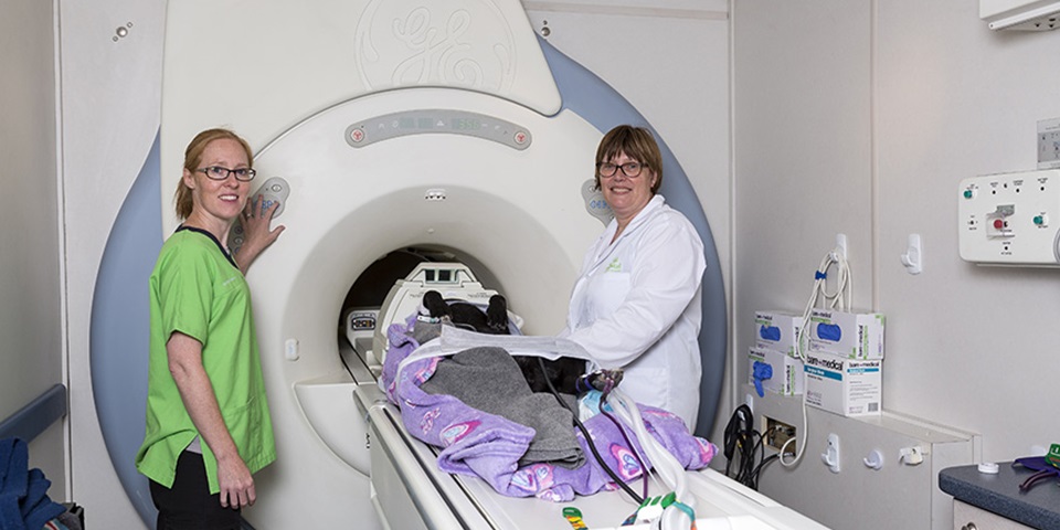 Pet MRI feature