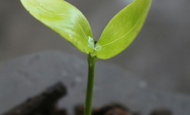 A plant sprouting in the earth.