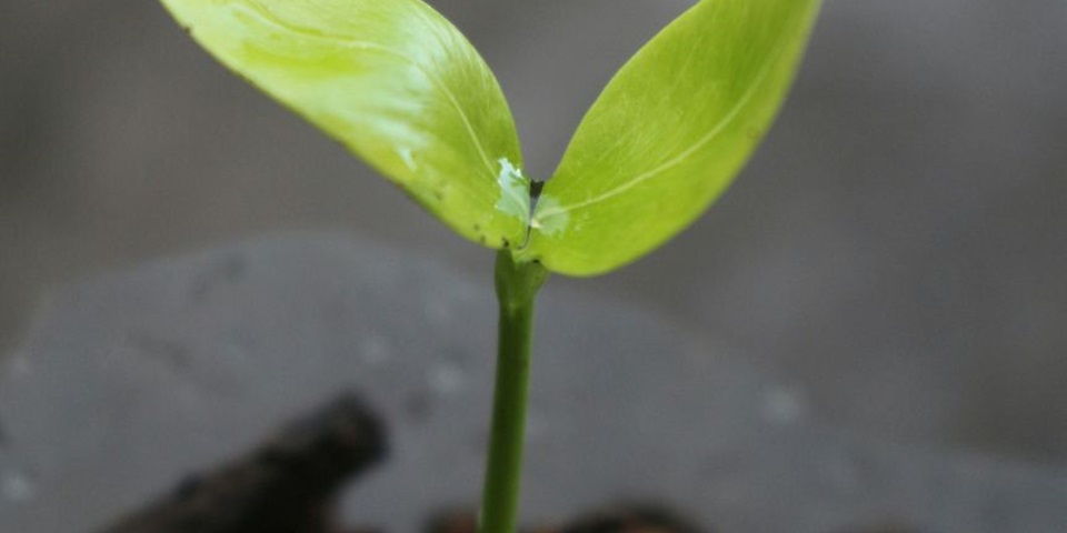 A plant sprouting in the earth.