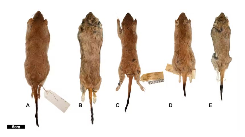 Dorsal views of the preserved skins of five of the examined mulgara species