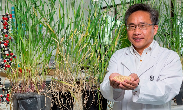 Professor Li is a world leading molecular geneticist and Director of the Western Barley Genetics Alliance