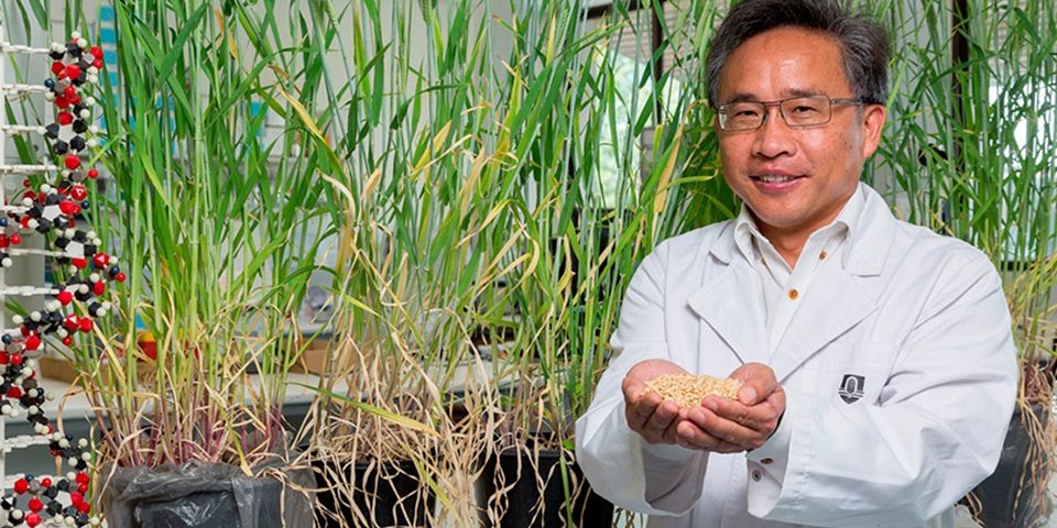 Professor Li is a world leading molecular geneticist and Director of the Western Barley Genetics Alliance